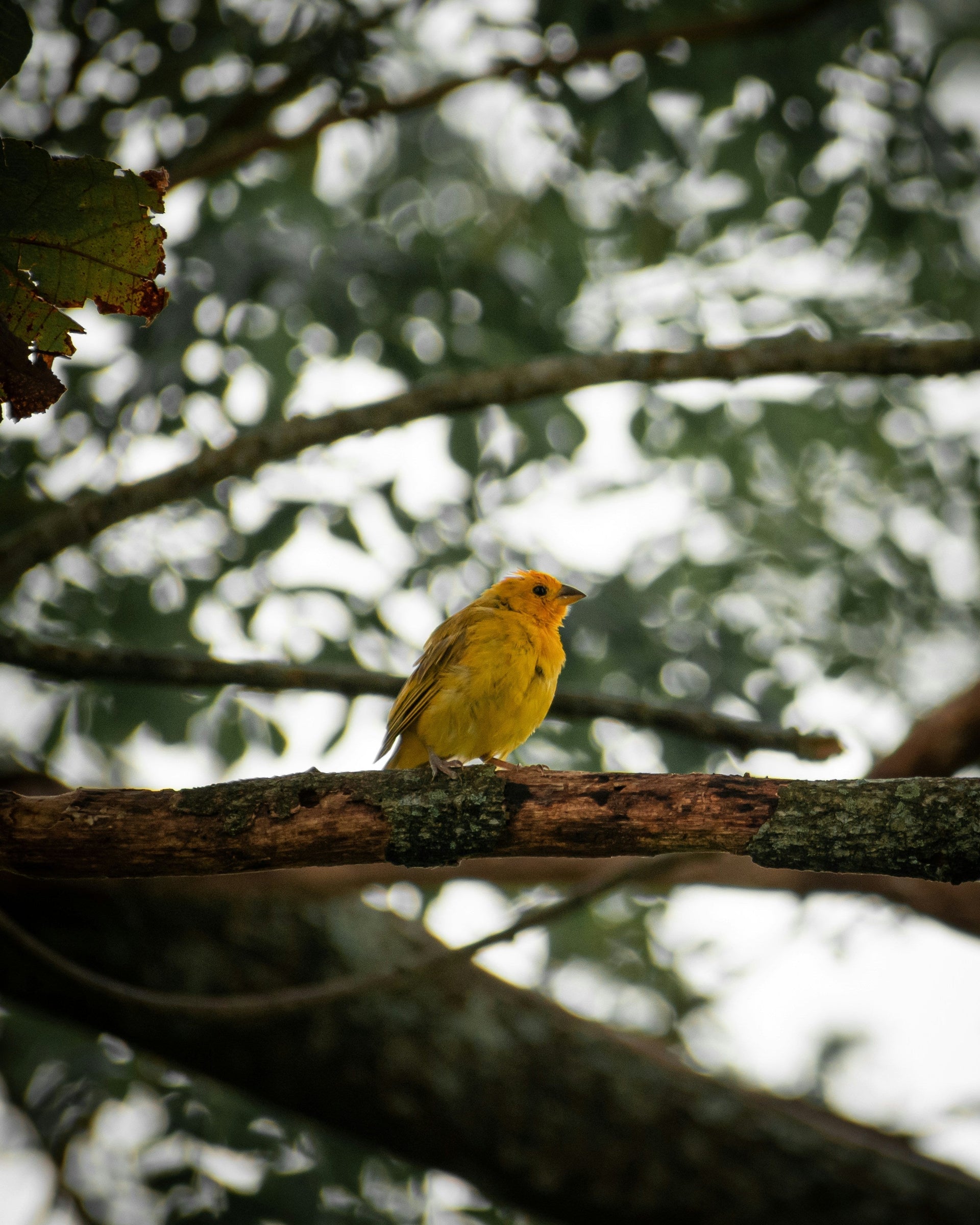 Breathing birdsong