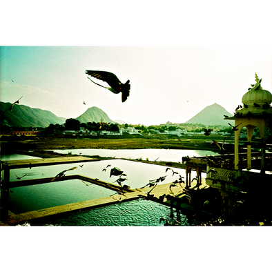 The Birds, the birds, Pushkar, India